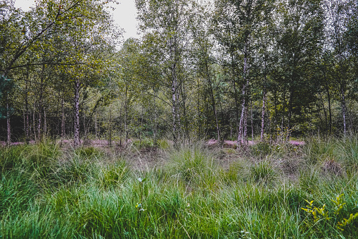 A forest on the moor.