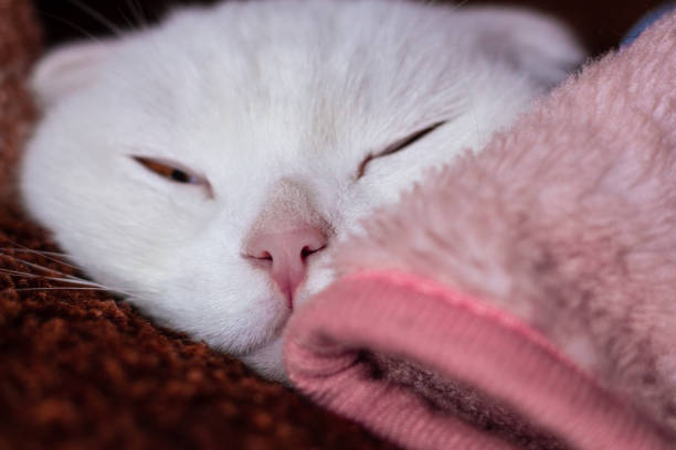 istock White fold cat sleeps under a warm blanket in the morning at home 1369859353