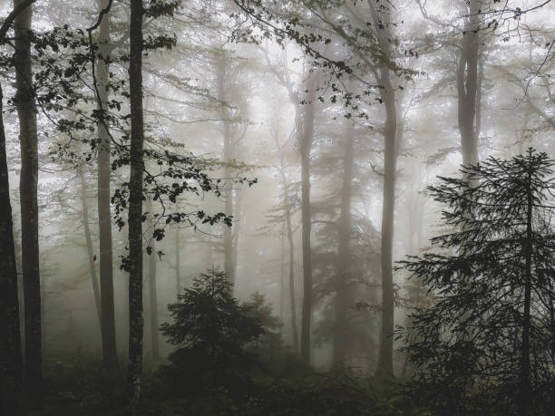 The Black Forest in Germany with fog.