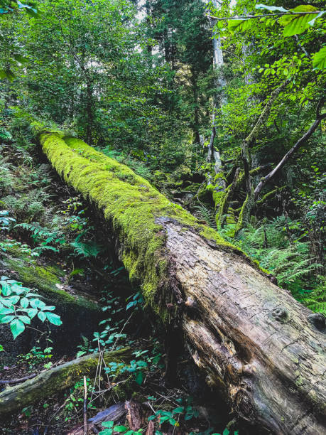 istock An old and overgrown tree trunk in the Black Forest in Germany. 1369859488