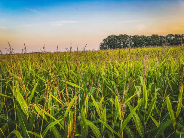 Photo of View over a corn field with setting sun.