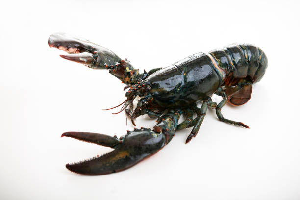 istock Chinese seafood,Lobster on white background 1369861626