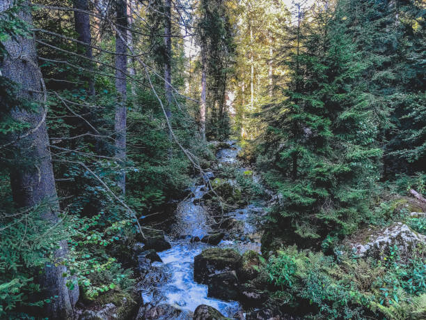 istock The waterfalls in the Black Forest. 1369862065