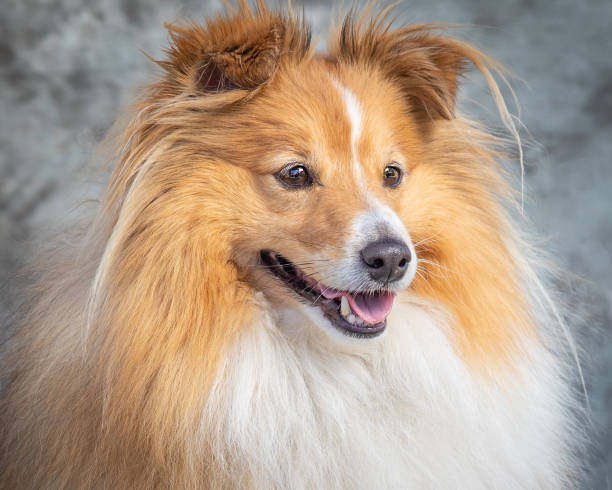 istock Shetland Sheep Dog sits on floor in a studio with grey background 1369862965