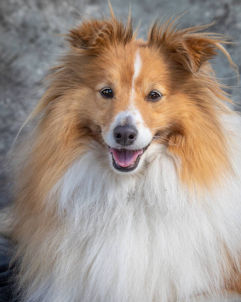 istock Shetland Sheep Dog sits on floor in a studio with grey background 1369863027