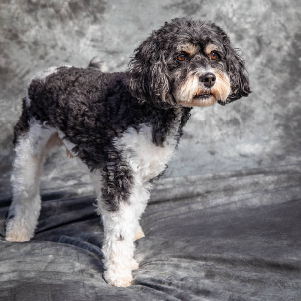 istock Cavalier King Charles Spaniel sits on floor with grey background 1369863072