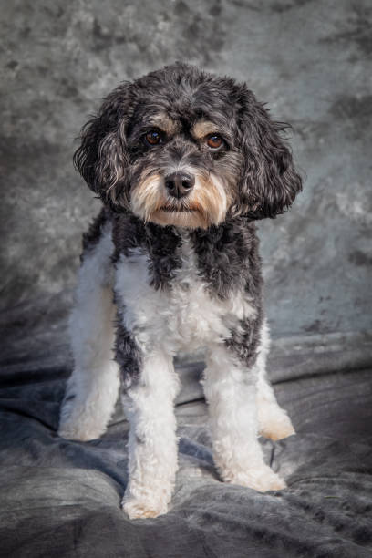 istock Cavalier King Charles Spaniel sits on floor with grey background 1369863073