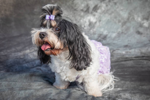 istock Tibetan Terrier sits on floor with grey background 1369863616