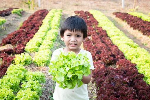 Little asian child boy farmer holding a fresh organic green oak lettuce in hands. Young farmer working and harvesting agricultural vegetables.