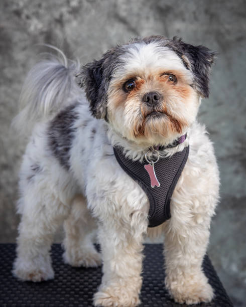 istock Shih Tzu sits on floor with grey background 1369864646