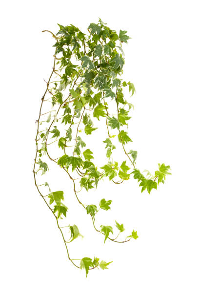istock ivy leaves isolated on white 1369864726
