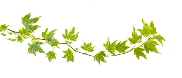 istock ivy leaves isolated on white 1369864733