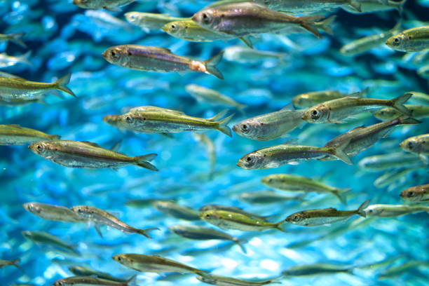 istock School of alewives fish 1369864746