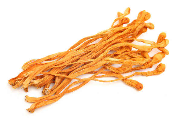 suszone cordyceps militaris grzyb - orange mushroom asia brown zdjęcia i obrazy z banku zdjęć