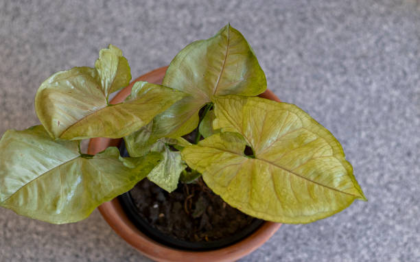 istock Syngonium plant high angle view 1369866218