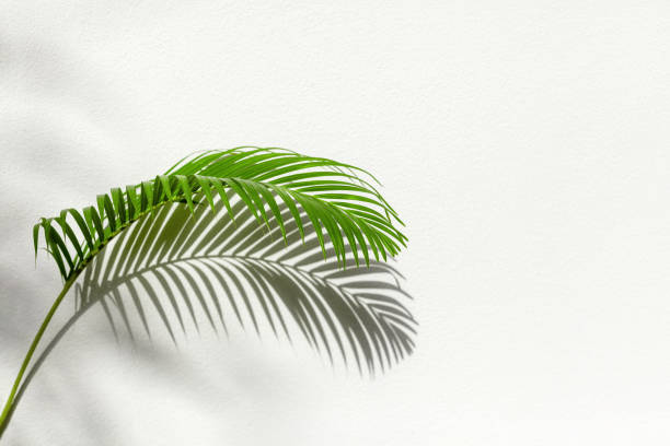 Green palm tree leaf shadow white texture wall, tropical leaves sunlight reflection background, plant branch shade backdrop, summer nature frame, floral pattern, foliage border decoration, copy space sombra de hoja de palmera verde pared de textura blanca, hojas tropicales fondo de reflexión de la luz solar, fondo de sombra de rama de planta, marco de naturaleza de verano, patrón floral, decoración del borde del follaje, espacio de copia