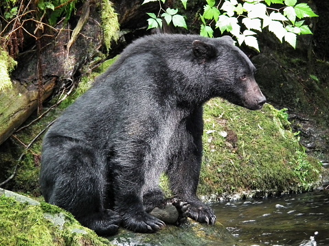 American black bear taking fish from a creek to the bank