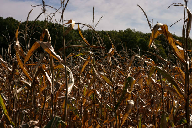 istock Late season corn near wooded area 1369869320