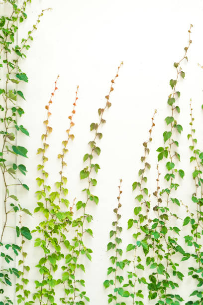 istock ivy leaves isolated on white 1369870328