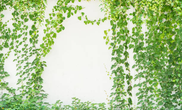istock ivy leaves isolated on white 1369870402
