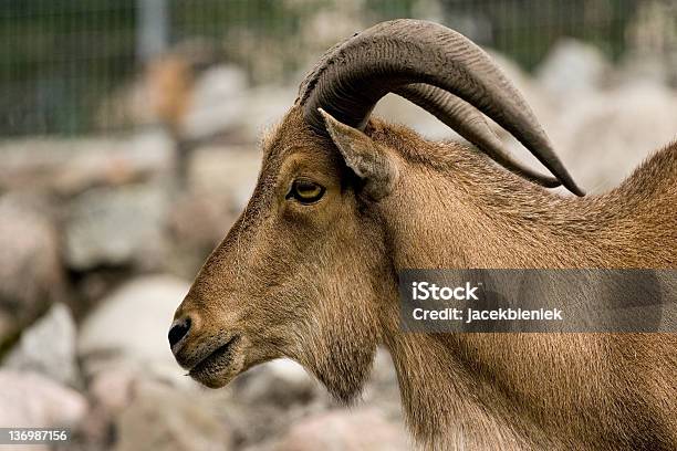 Dziki Goat - zdjęcia stockowe i więcej obrazów Bez ludzi - Bez ludzi, Fotografika, Horyzontalny