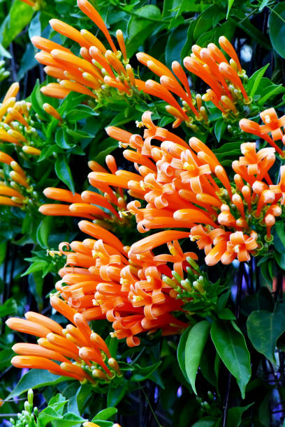 istock Pyrostegia venusta, Orange trumpet, fire cracker vine 1369871637