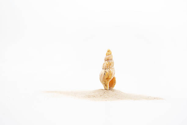 istock Beautiful seashell on white sands. Creative summer arrangement. 1369872545