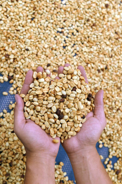 istock close up of green coffee beans 1369873339