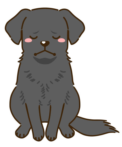 Sad Lab 140+ Sad Labrador Puppy Pics Illustrations, Royalty-Free Vector ...