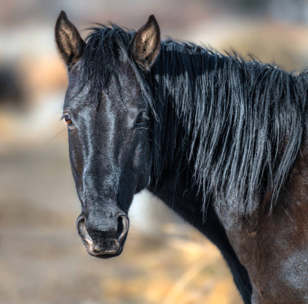 istock Wild Horses and Mustangs of Nevada, USA 1369873507