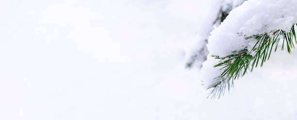 istock Natural winter background. Banner with snow-covered spruce branches. 1369874193