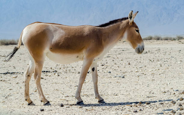 Onager is semi-domesticated donkey