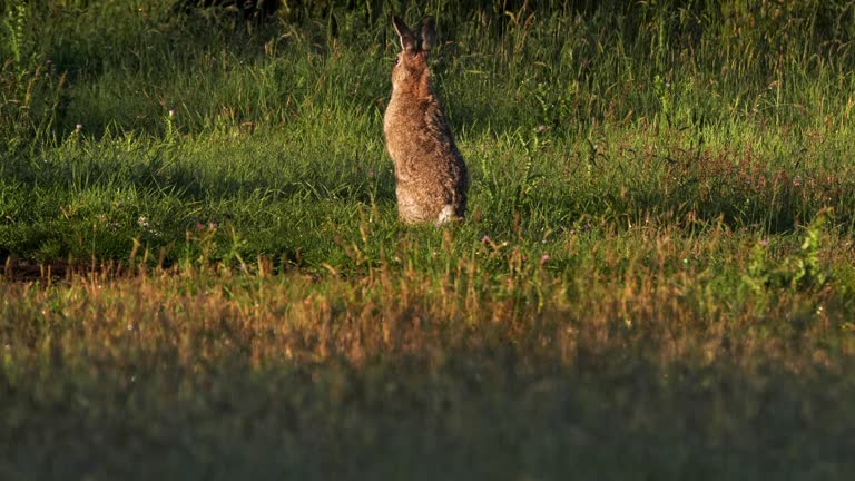 60+ Free Rabbit & Animal Videos, HD & 4K Clips - Pixabay 60+ Free Rabbit & Animal Videos, HD & 4K Clips - Pixabay