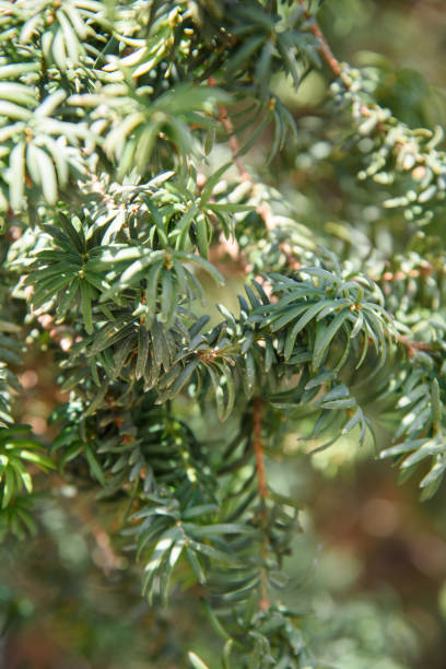 istock Branches of yew Taxus baccata 1369877862