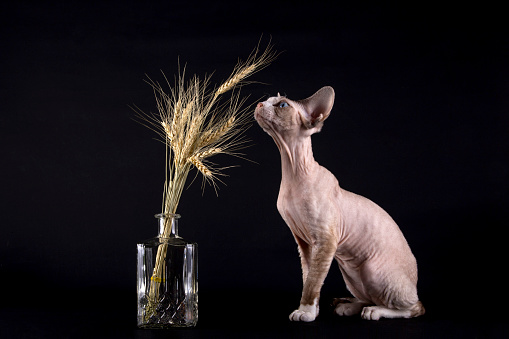 Kitten of the Devon Rex breed with ears of wheat