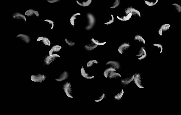 istock Abstract Down Feathers. Group of White Bird Feathers Falling in The Air. Swan Feather on Black Background. 1369881796