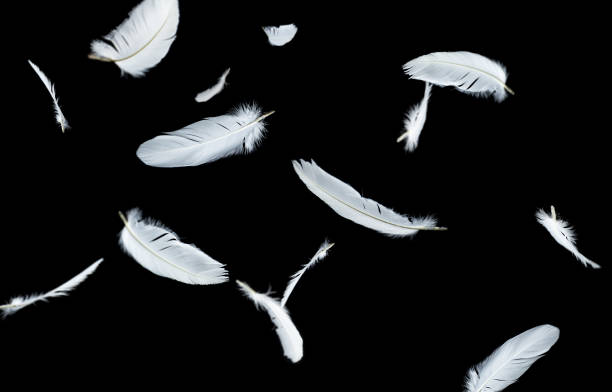 istock Abstract Group of White Bird Feathers Floating in The Dark. Feathers on Black Background. Down Feathers 1369881797