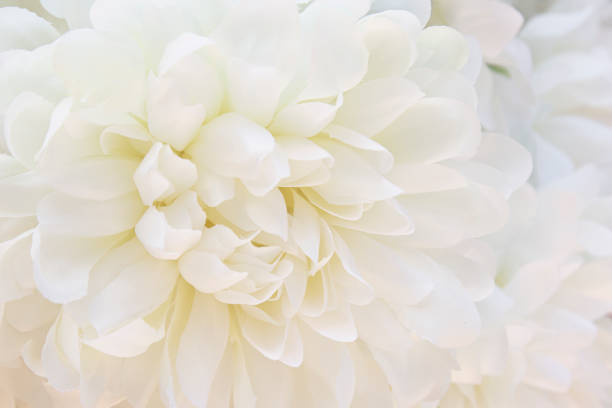 istock Macro of White Dahlia Flowers for Texture Background. 1369881800