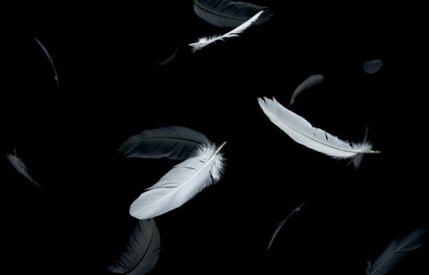 istock Abstract Group of White Bird Feathers Floating in The Dark. Feathers on Black Background. Down Feathers 1369882493