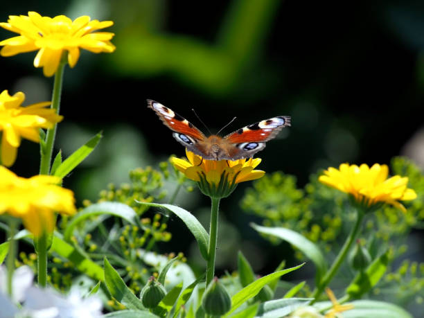 istock beautiful butterfly sits on a calendula flower 1369883470