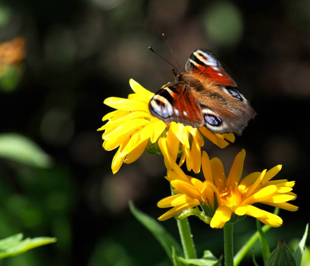 istock beautiful butterfly sits on a calendula flower 1369883474
