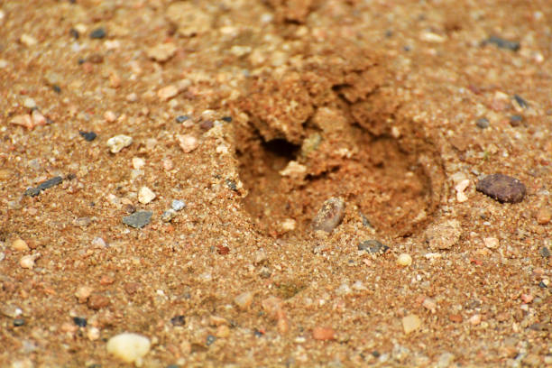 Dirty wildlife footprint on sand