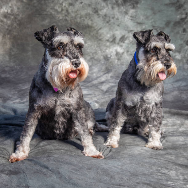 istock Two Miniature Schnauzers sit on the floor in a studio with grey background 1369885972