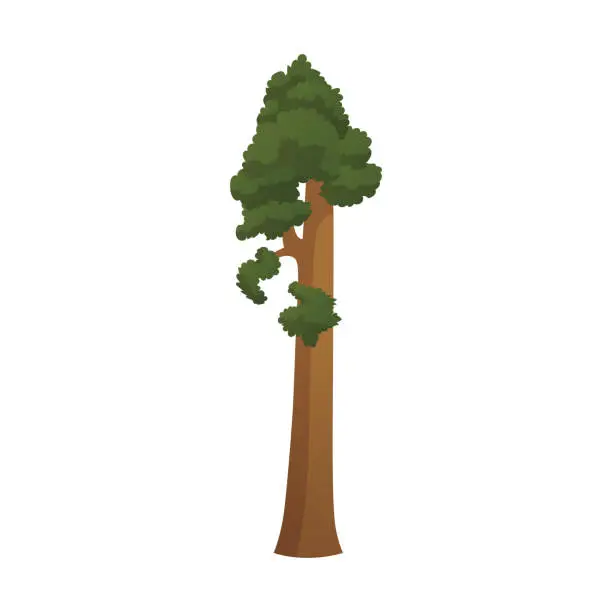 Vector illustration of Realistic green tallest tree in the world sequoia on a white background - Vector