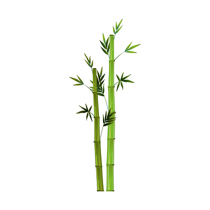 Realistic green bamboo isolated on white background - Vector illustration