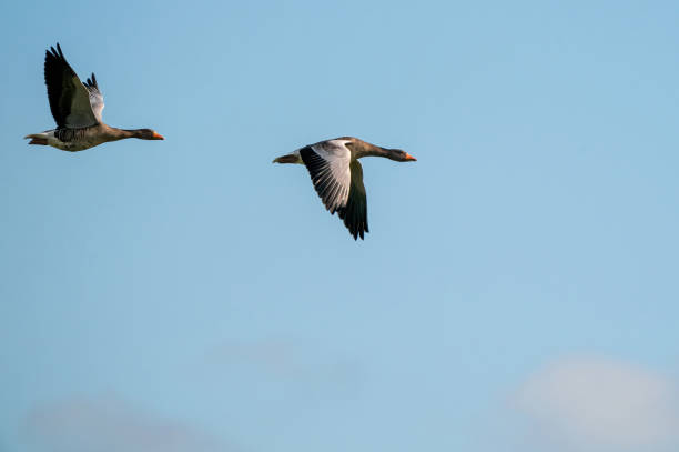 zwei detaillierte gänse fliegen in einem wunderschönen blauen himmel. vögel fliegen in der form von. tierthemen, hintergrund, copy-space - nature animal themes wildlife outdoors stock-fotos und bilder