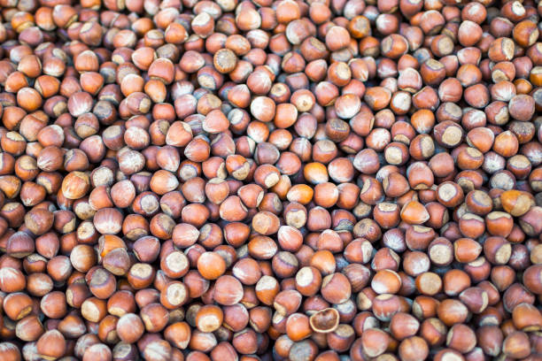 Close-up of fresh shelled hazelnuts