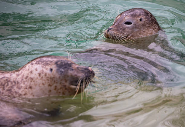istock Two seal swim in water 1369888836