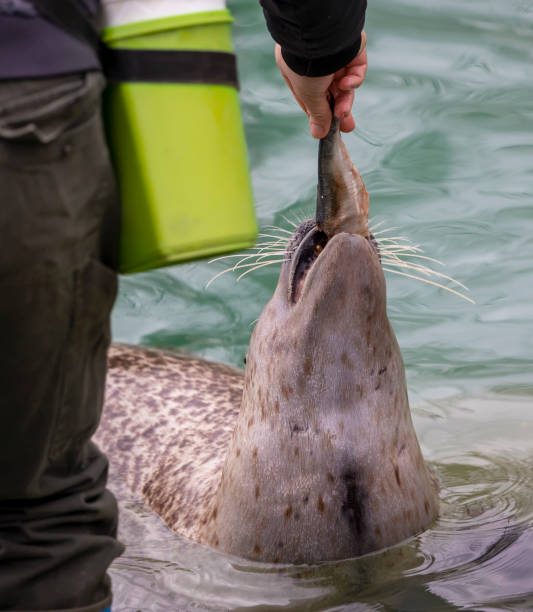 UK, Hunstanton - Seal poking the top of its head out of the water eating a fish