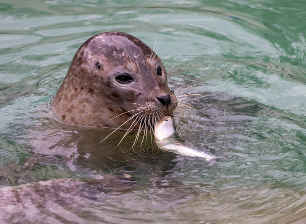 Seals waiting for feeding by trainer.